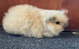 Guinea Pig rodents for sale: Pure Bred Swiss Guinea Pig Boars - Image 11