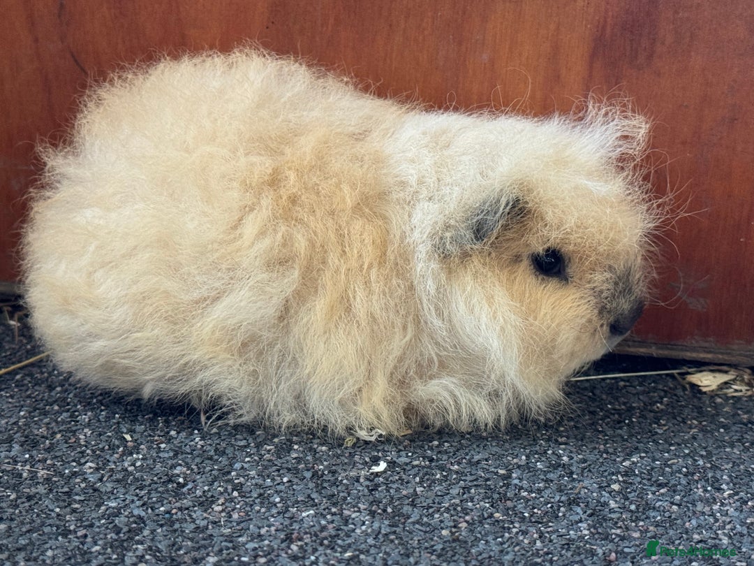 Guinea Pig rodents for sale: Pure Bred Swiss Guinea Pig Boars - Image 11