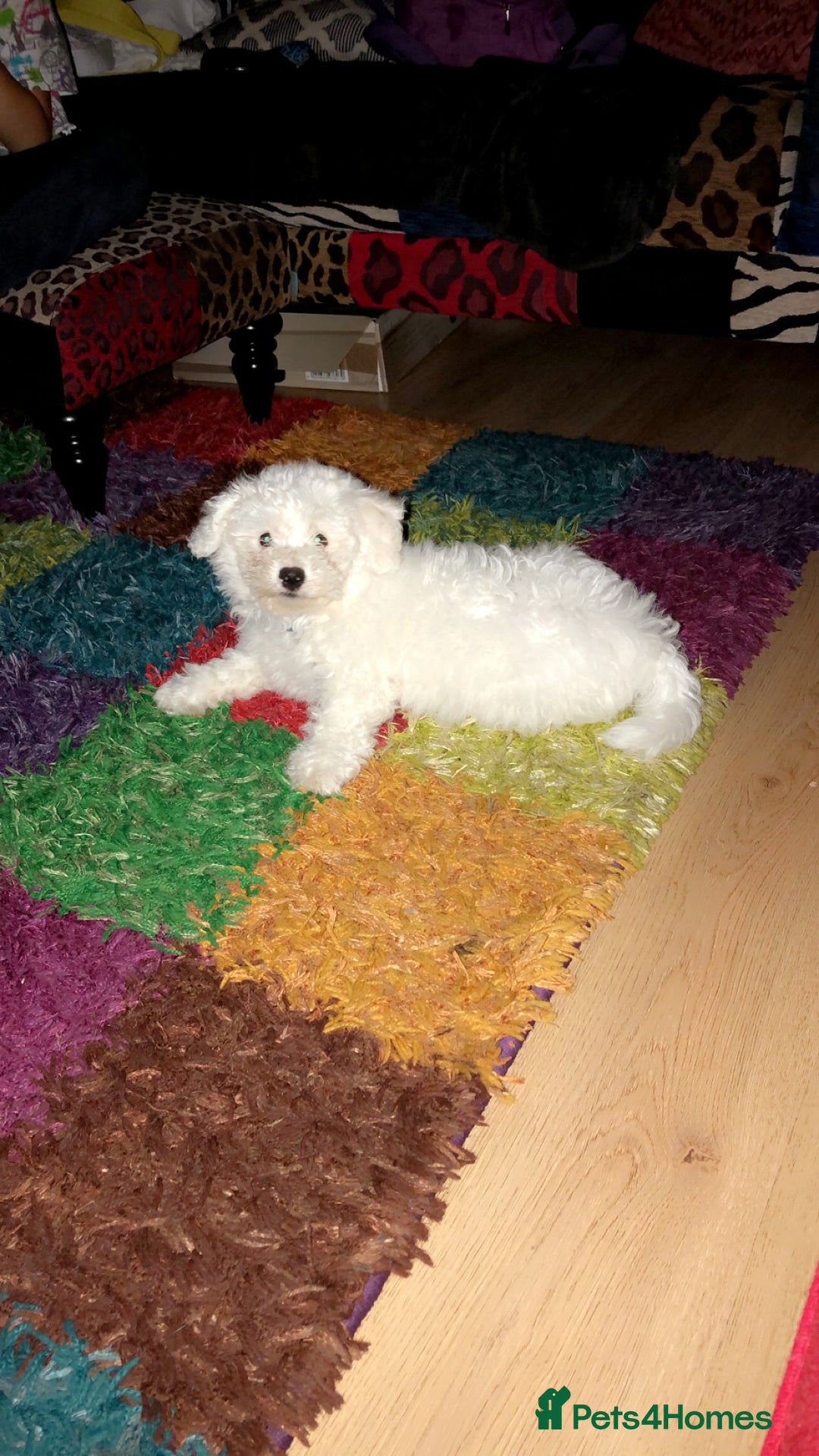 Bichon Frise dogs for sale: Bichon frise 4 year old male stud for sale - Image 15