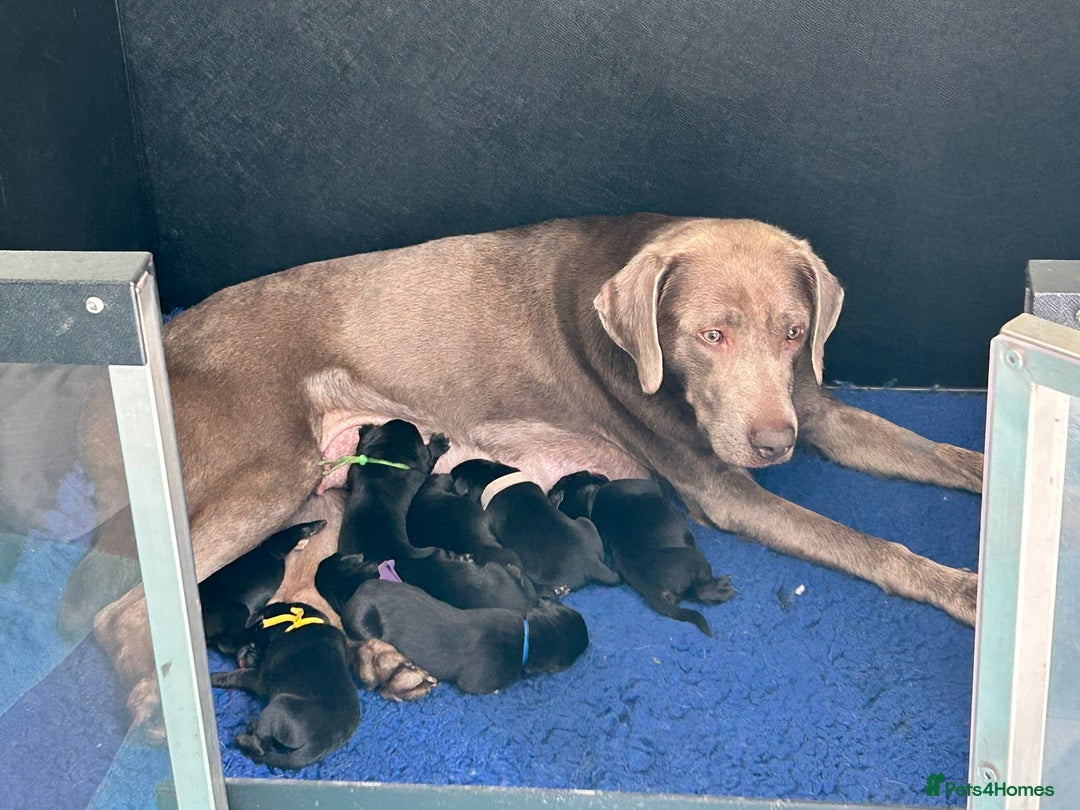 Labrador Retriever dogs for sale: FULLY HEALTH TESTED LABRADOR PUP - Image 1