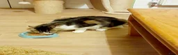 Mixed Breed cats for adoption: King Tut is looking for cuddles - Advert 15