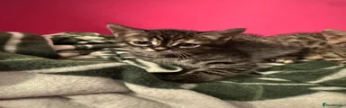 Bengal 2