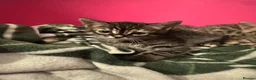 Bengal cats for sale: Beautiful Bengal Kittens 9 Weeks Old – Only 3 Left in London - Advert 6