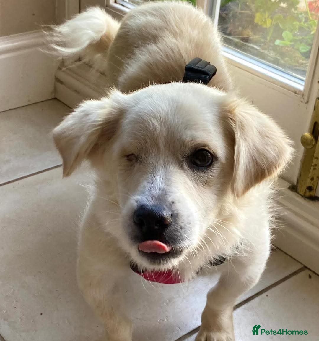Mixed Breed dogs for adoption: Meet Eric – the sweetest little poppet - Image 1
