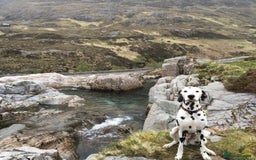Dalmatian dogs for stud: Handsome Pongo in Denny - Image 3