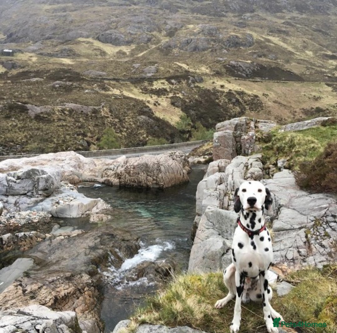 Dalmatian dogs for stud: Handsome Pongo in Denny - Image 3