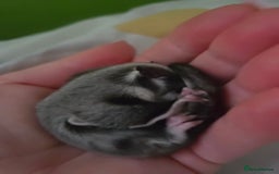 Sugar Glider rodents for sale: Boy and Girl Sugar gliders - Image 6