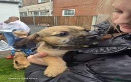 Mixed Breed dogs for sale: froodle french bulldog x poodle - Image 12