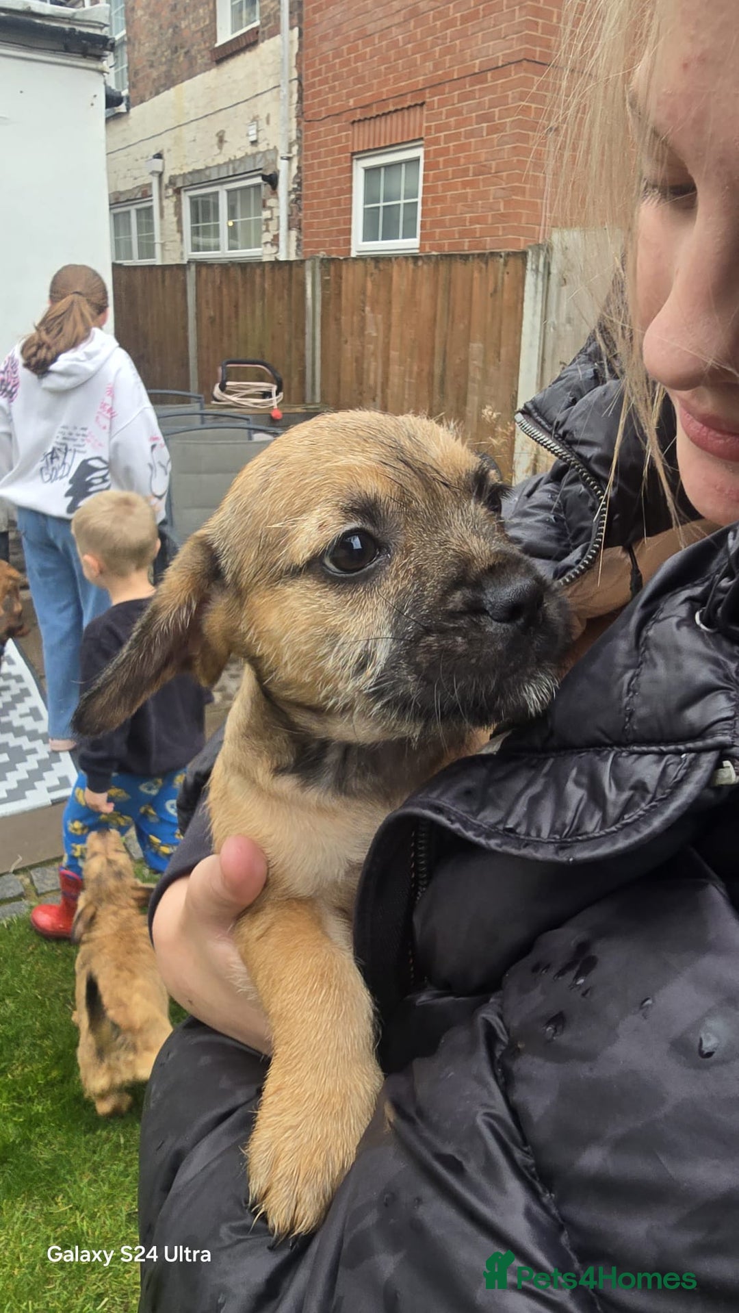 Mixed Breed dogs for sale: froodle french bulldog x poodle - Image 12