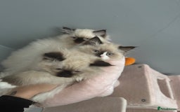 Ragdoll cats for sale: 3 musketeers😍 - Image 11