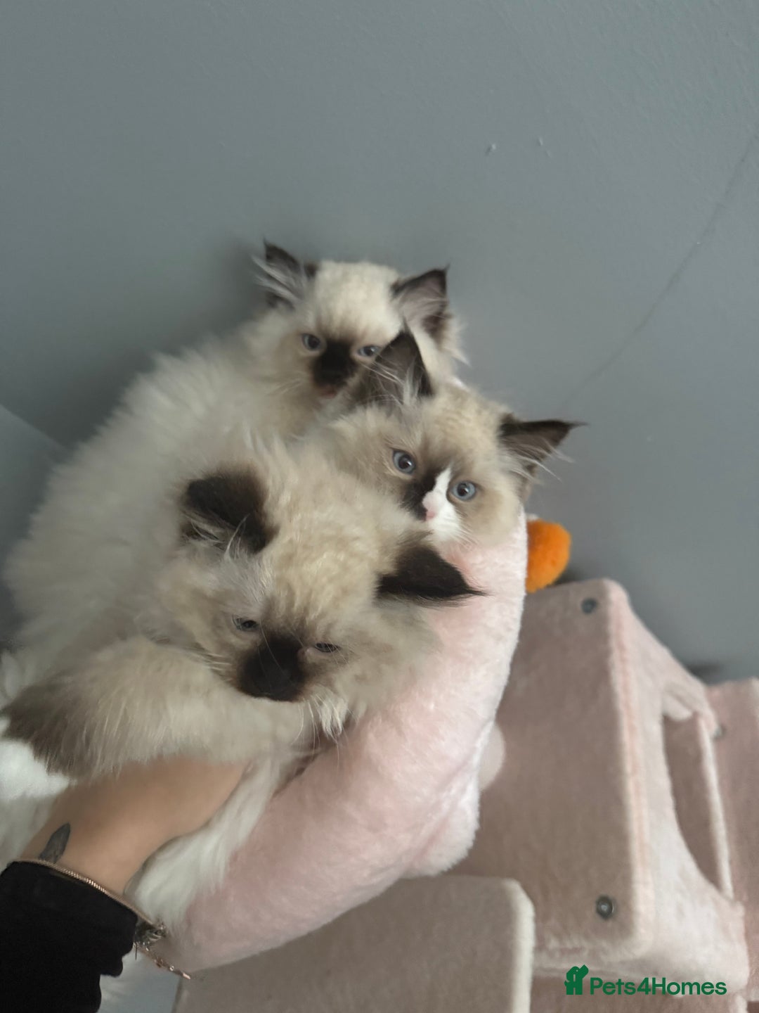 Ragdoll cats for sale: 3 musketeers😍 - Image 11