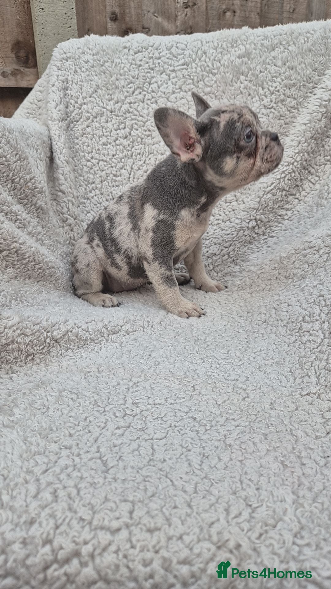 French Bulldog dogs PRICE DROP - Health Tested & Ready To Leave  - Advert 2