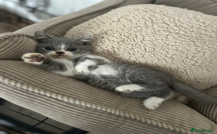 British Longhair cats - Advert 5