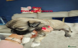 Lhasa Apso dogs for sale: Beauitiful Pure Breed Lhasa Apso - Image 7
