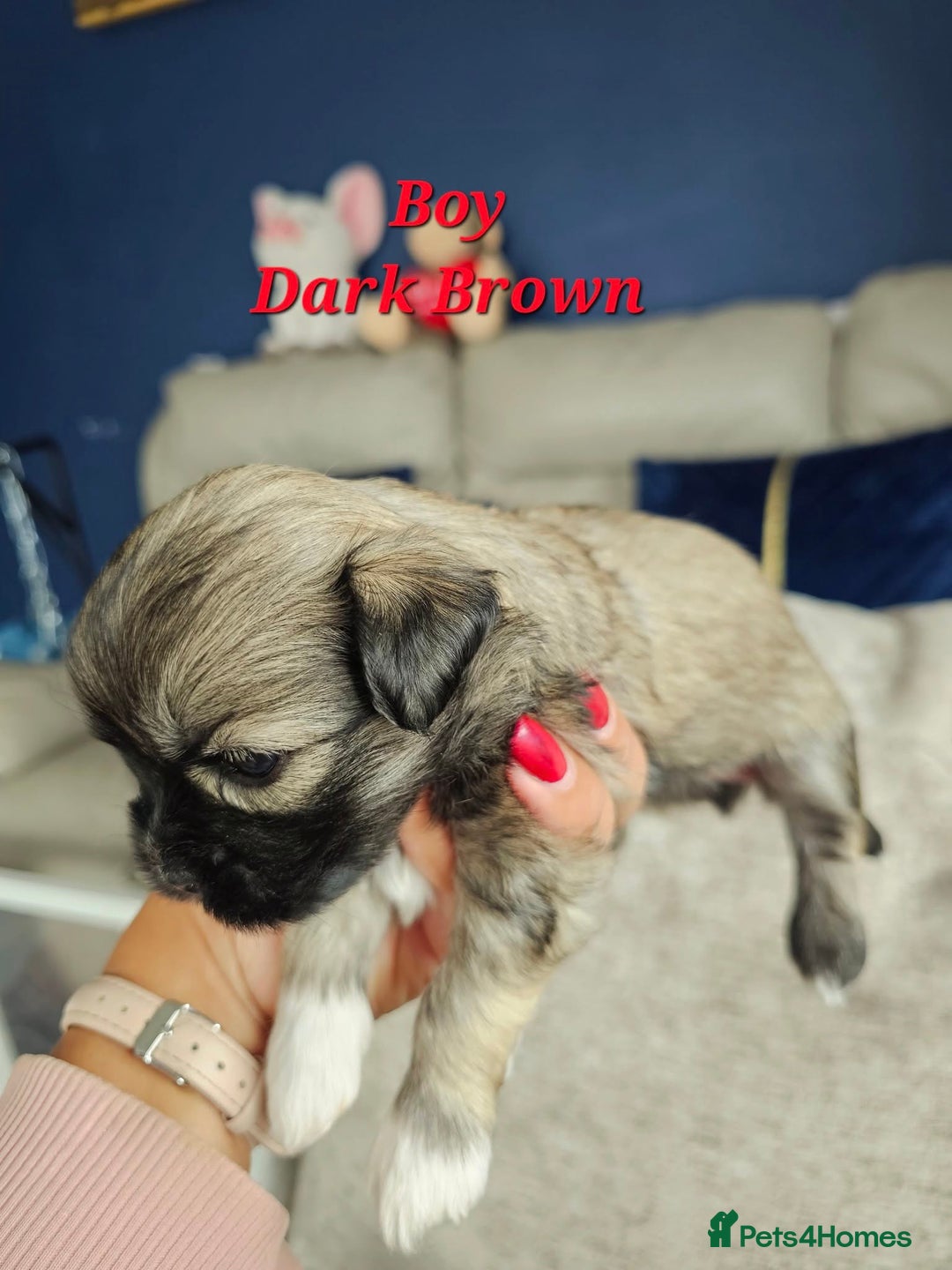 Lhasa Apso dogs for sale: Beauitiful Pure Breed Lhasa Apso - Image 7