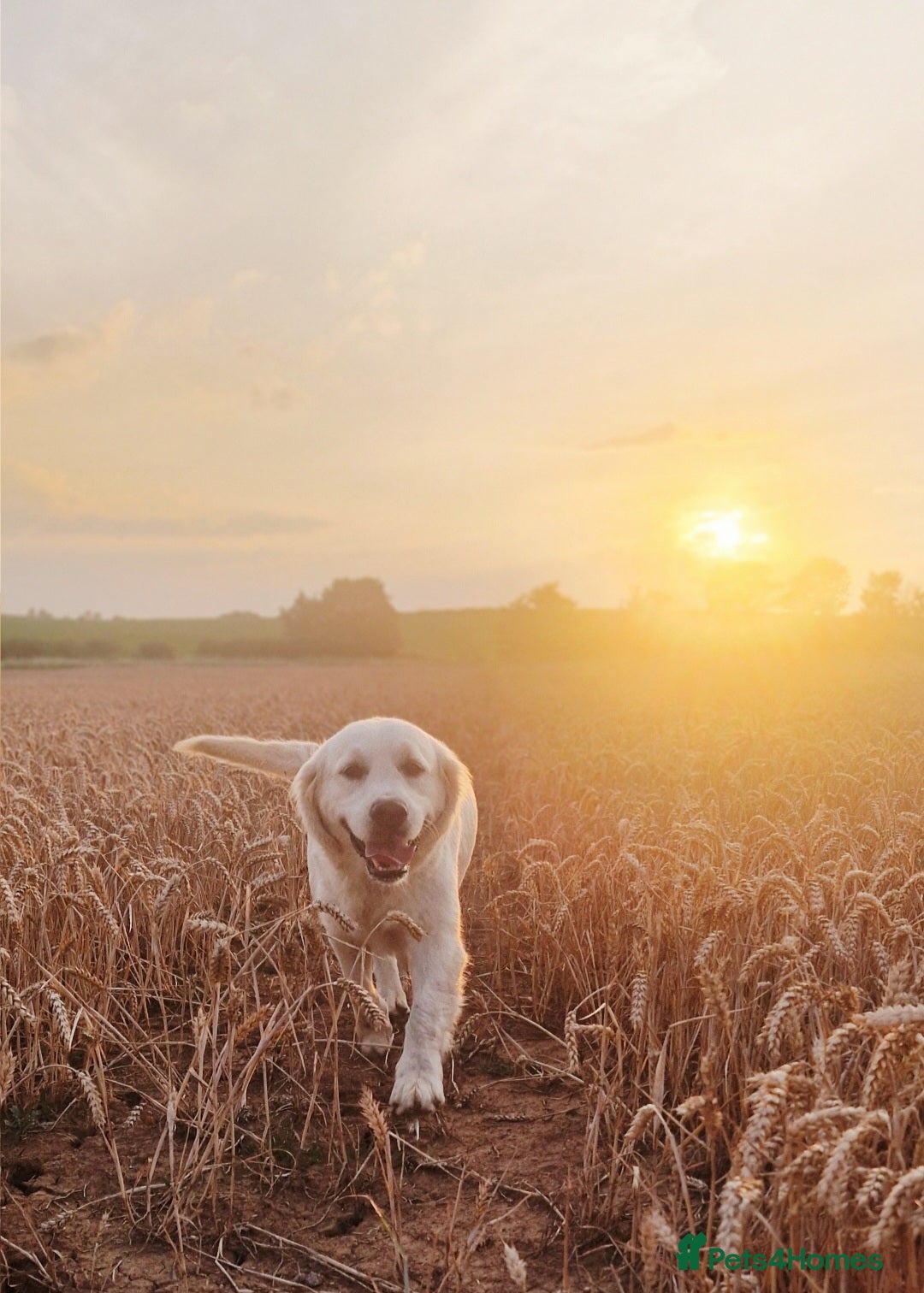 Golden Retriever dogs for sale: Newmiller Retrievers New Litter Announcement - Image 2