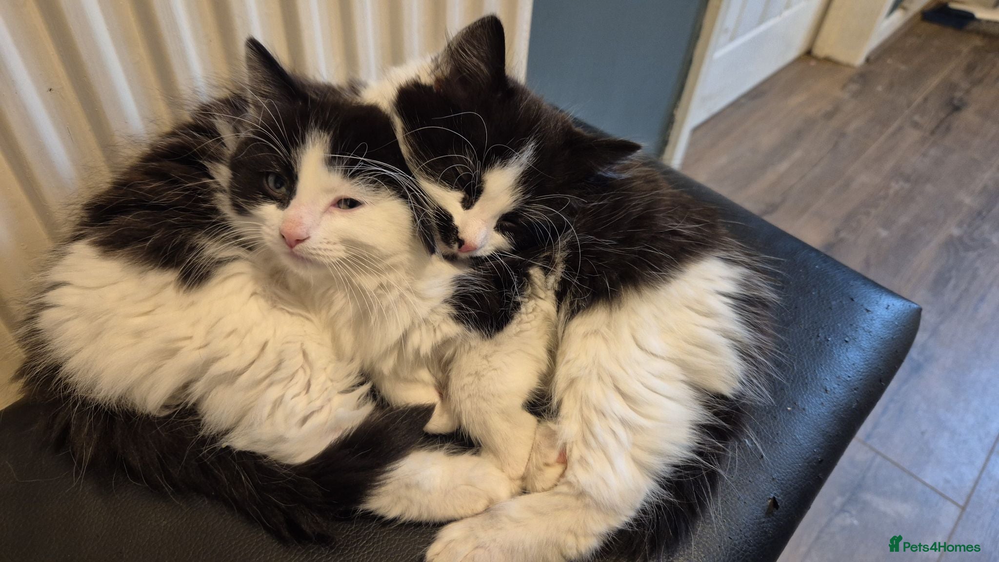 Mixed Breed cats 1 black and white beautiful girl - Advert 22