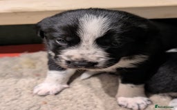 Border Collie dogs for sale: Collie mix puppies looking for their families! - Image 10
