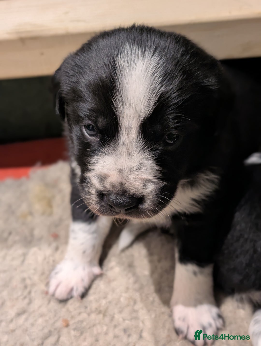Border Collie dogs for sale: Collie mix puppies looking for their families! - Image 10