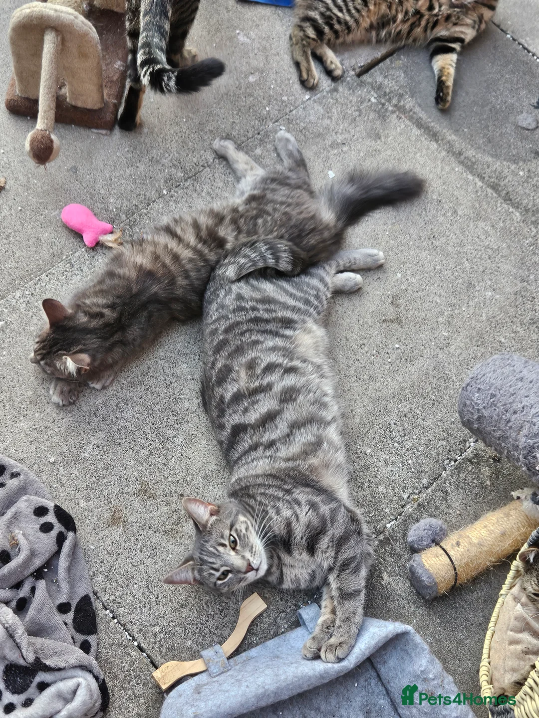 British Shorthair cats for sale: Joey and Oreo - Advert 2