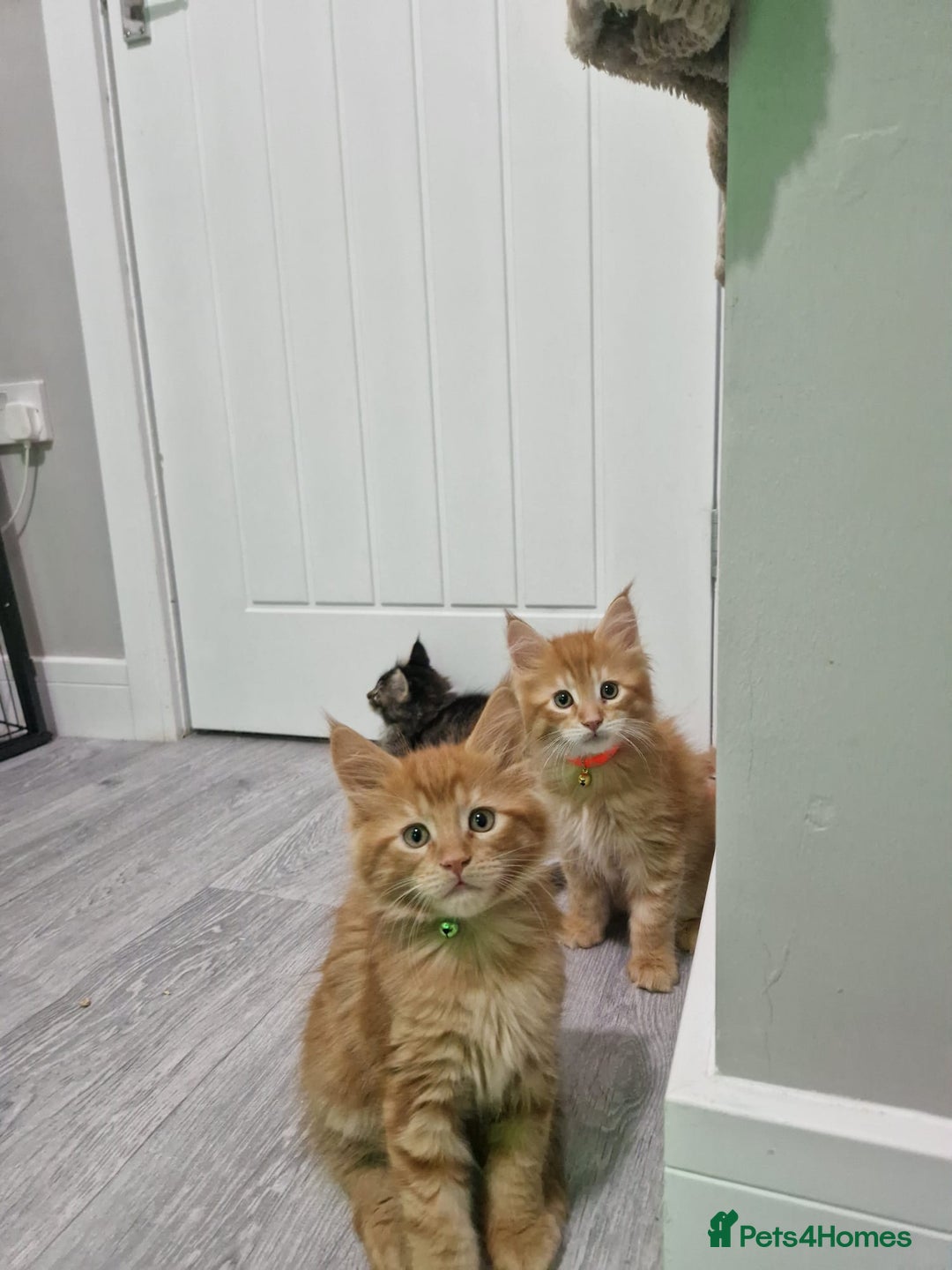 Maine Coon cats for sale: 2 Maine Coon Kittens  - Advert 3