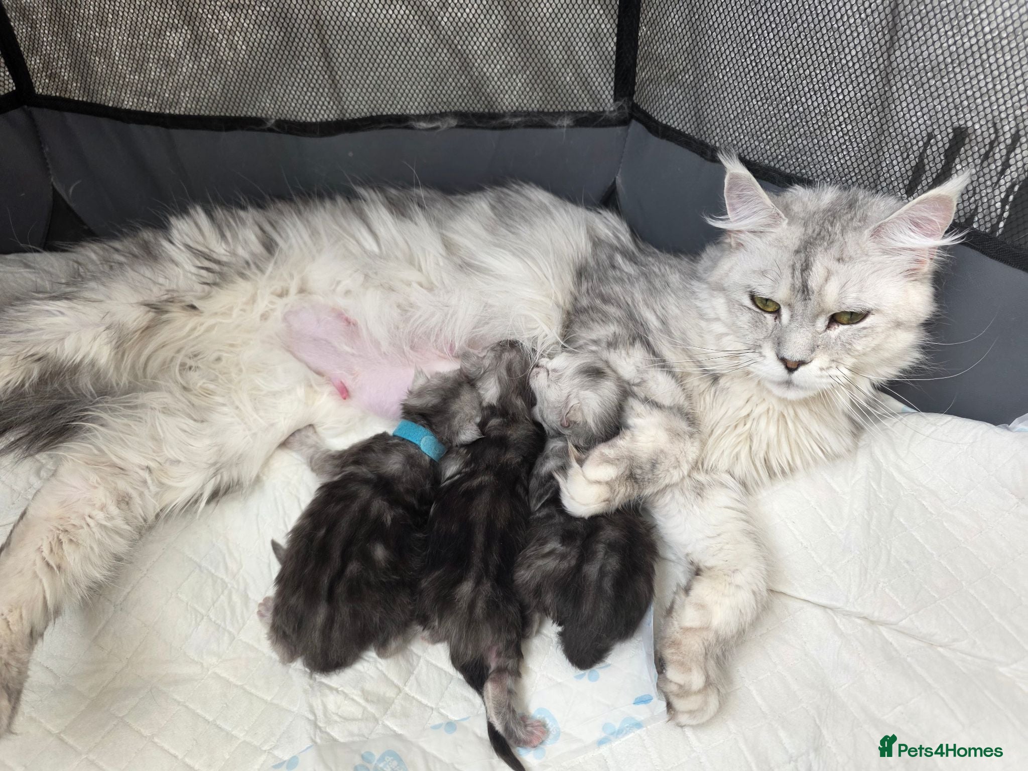 Maine Coon cats 🐾 Maine Coon Kittens Looking for Loving Homes 🐾 - Advert 2