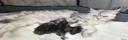 Maine Coon cats for sale: 🐾 Maine Coon Kittens Looking for Loving Homes 🐾 - Advert 9