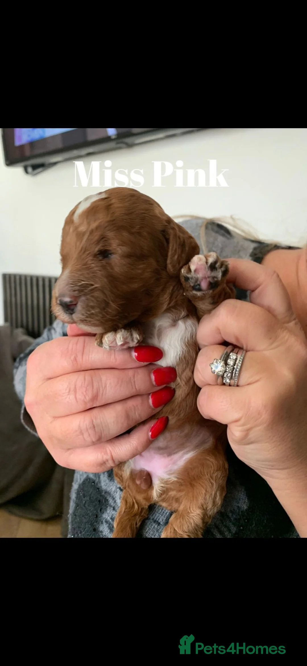 Miniature Poodle dogs for stud: Our Very handsome, charming Red Miniature Poodle  in Warrington - Advert 19