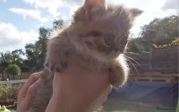 Persian cats for sale: Persian kittens KC Registered with pedigree - Image 33