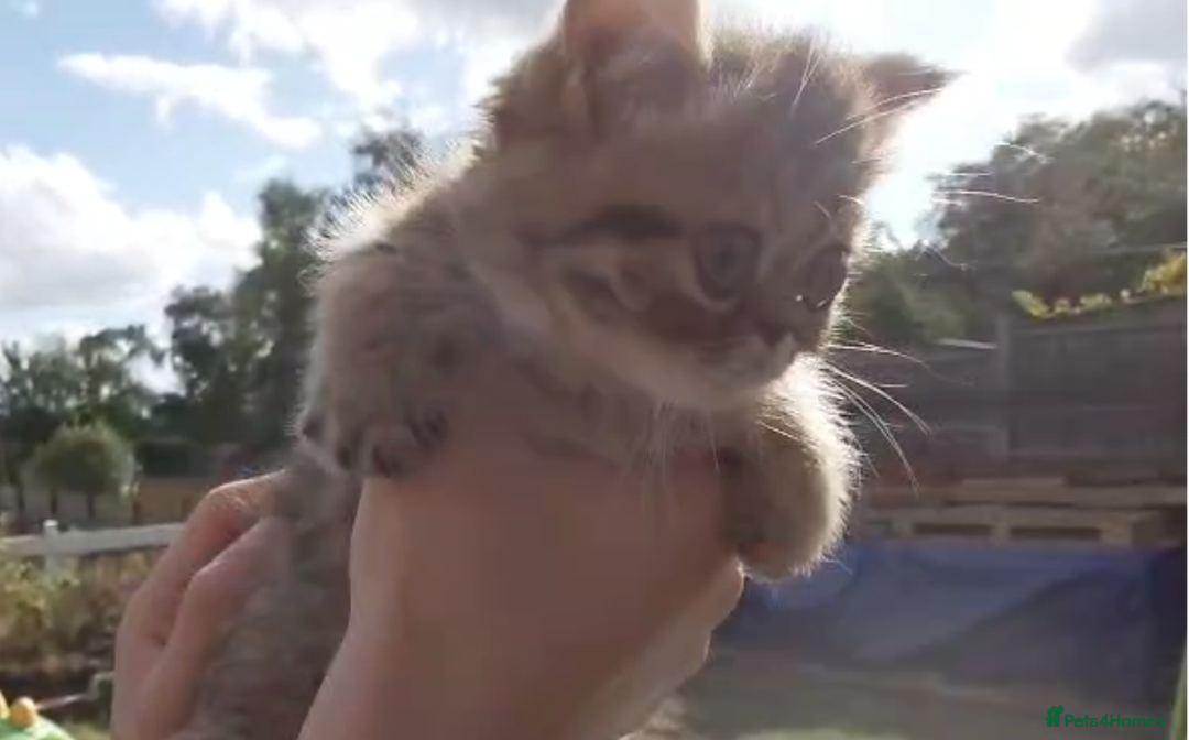 Persian cats for sale: Persian kittens KC Registered with pedigree - Image 33