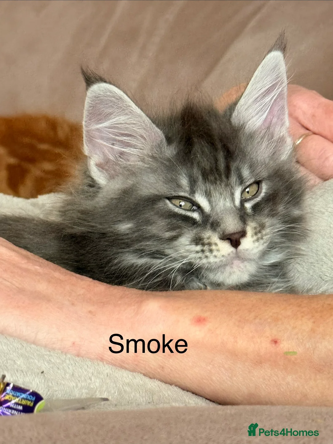 Maine Coon cats for sale: Fully registered Maine Coon kittens  - Advert 7