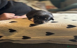 Mixed Breed dogs for sale: Beautiful Huntaway x Collie pups  - Image 2