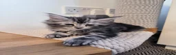 Maine Coon cats for sale: Maine coon MIX kittens  - Advert 19