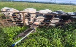 Staffordshire Bull Terrier dogs for sale: Male Staffordshire  - Image 2