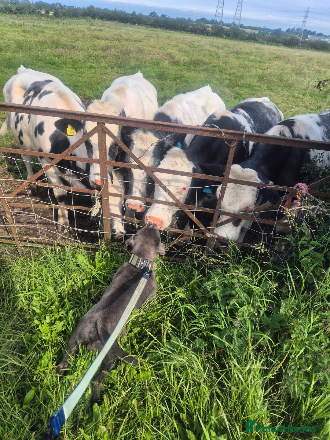 Staffordshire Bull Terrier dogs for sale: Male Staffordshire  - Image 2