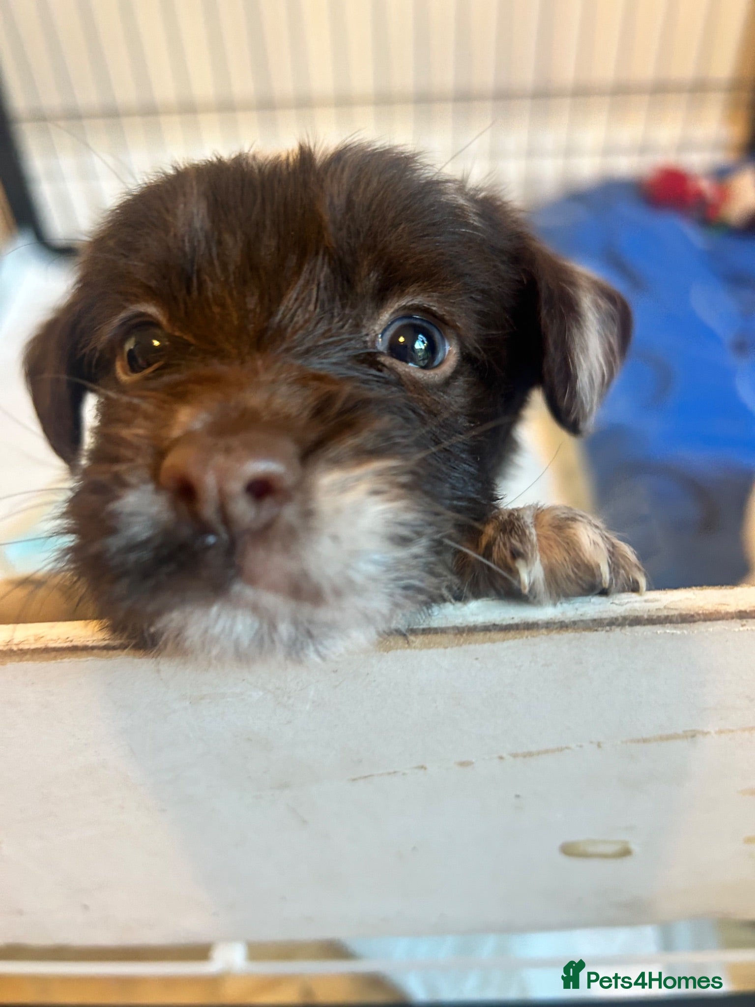 Mixed Breed dogs Borderpoo Puppies – Border collie x cockapoo - Advert 2