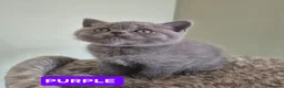 Scottish Fold cats for sale: 🐾 Beautiful Scottish Fold Kittens – £500 Each 🐾 - Advert 8