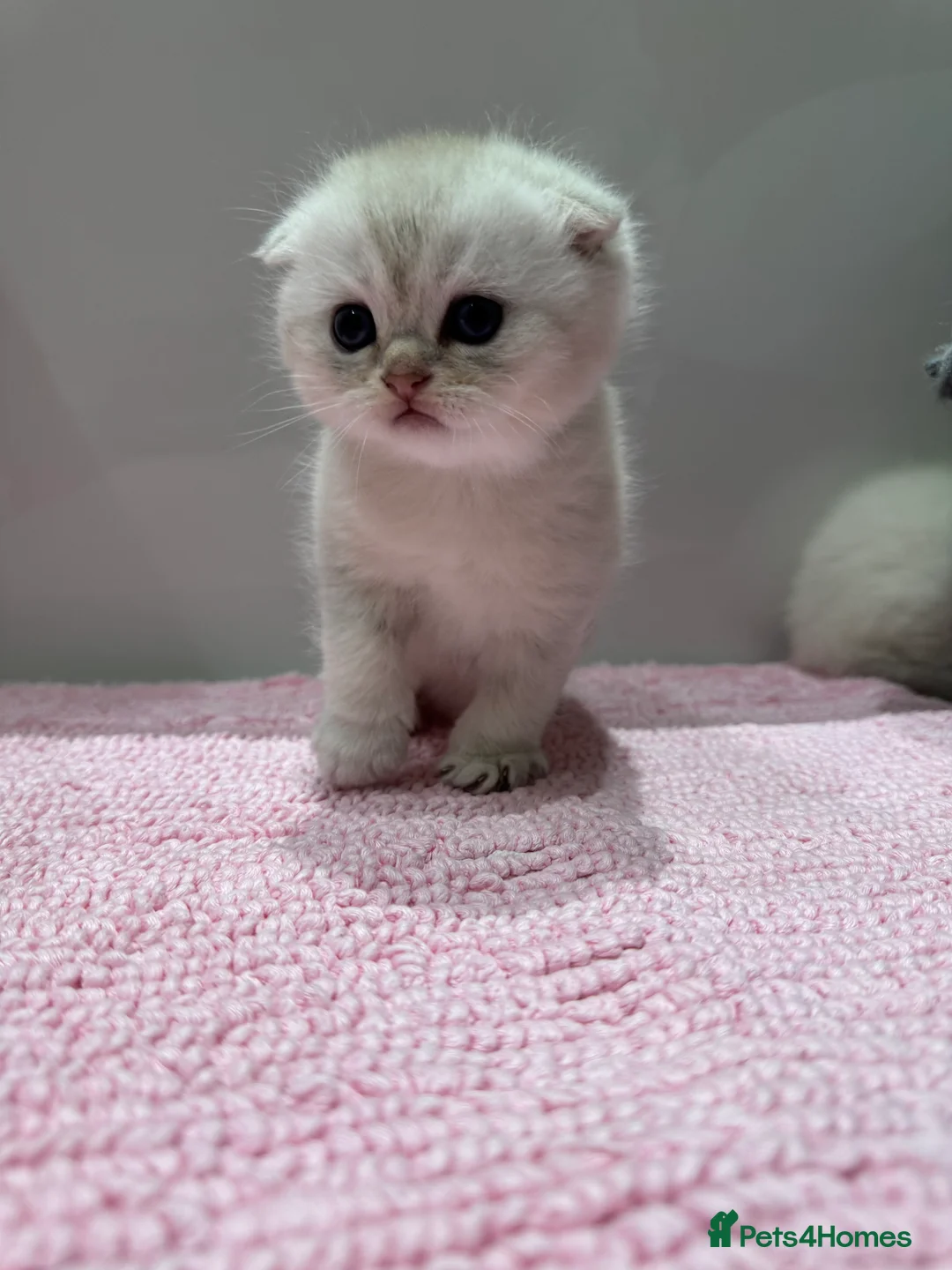 Scottish Fold cats for sale: Full pedigree Scottish fold kittens  - Advert 10