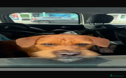 Mixed Breed dogs for sale: Red Floodle Pup - Image 3