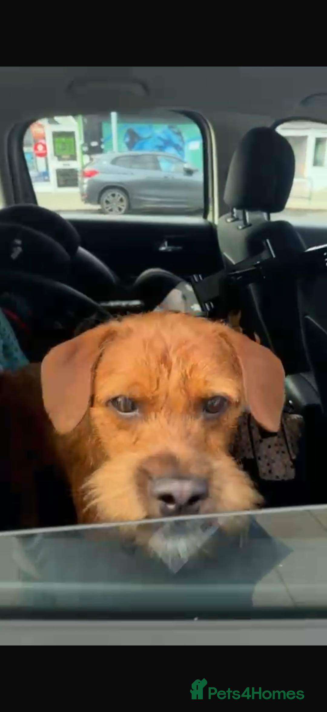 Mixed Breed dogs for sale: Red Floodle Pup - Image 3