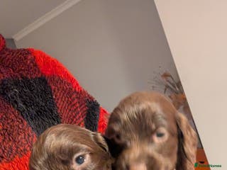 Cocker Spaniel dogs stunning cocker spaniel pups 4 male available - Advert 18