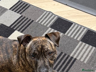 Mixed Breed dogs Staffy x jack - Advert 1