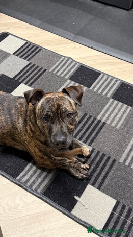 Mixed Breed dogs Staffy x jack - Advert 1