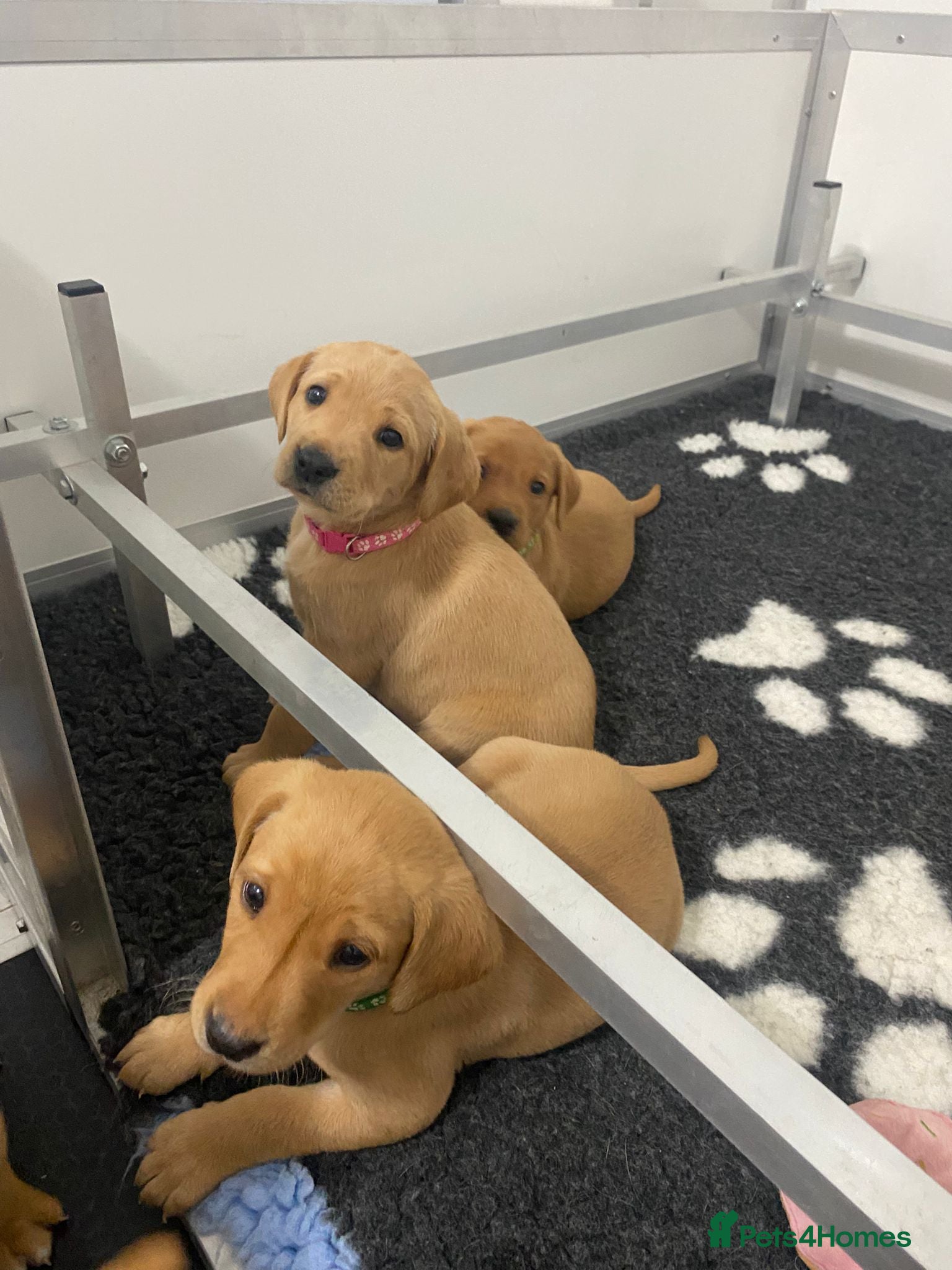 Labrador Retriever dogs Labrador puppies KC Fully health tested parents  - Advert 8