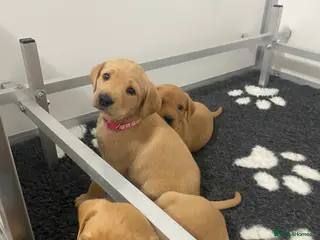 Labrador Retriever dogs Labrador puppies KC Fully health tested parents - Advert 8