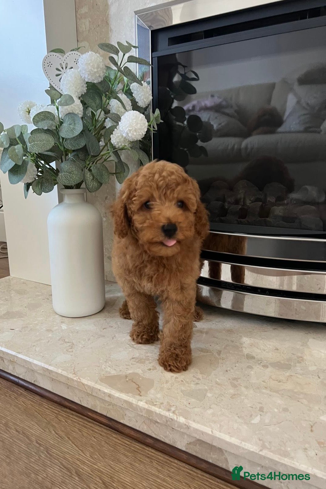 Toy Poodle dogs KC Toy Poodle- Only one left - Advert 18