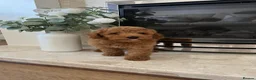Toy Poodle dogs for sale: KC Toy Poodle- Only one left - Advert 2