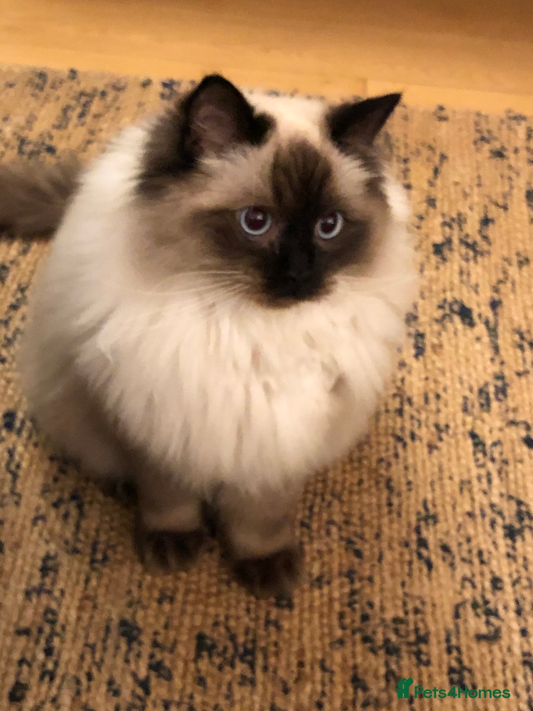 Ragdoll cats for sale: Two adorable ragdolls ready for new home  - Image 12