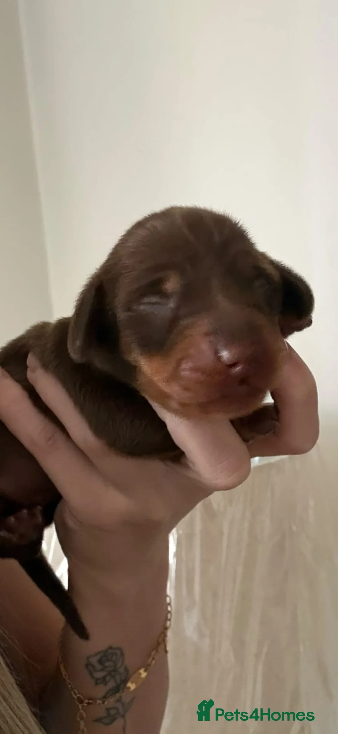 Miniature Dachshund dogs for sale: 2 beautiful female chocolate and tan girls  - Advert 2