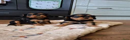 Cavalier King Charles Spaniel dogs for sale: *LASY BOY* *READY * Cavalier King Charles Puppies  - Advert 6